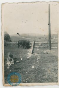 Helenka Bugajska pasąca krowy