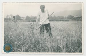 Stanisław Góral kosi żyto