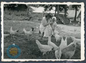 Wśród kur na podwórku