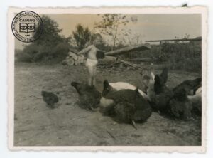 Halinka Kita karmi kury